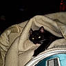 cat, black_cat, blanket, cozy, indoor, pet, animal, fur, sleeping, resting, warm, soft, dark_background, whiskers, ears, paws, comfort, nap, domestic_animal, feline