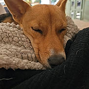 Niolu a rejoint le concours — aidez-le/la à gagner de superbes lots ! animal, blanket, close_up, comfort, cozy, cute, dog, ears, fur, home, indoors, nap, peaceful, pet, relaxation, resting, sleeping, snout, soft_texture, warm_light