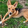 animal, canine, cute, daylight, dog, ears, fur, grass, greenery, ground, lying_down, nature, outdoor, paws, pet, playful, relaxed, snout, stick, yellow_flowers