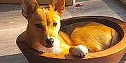 Niolu participe au concours pour gagner de l'argent avec cette photo : animal, ball, canine, cookware, dog, germanshepherd, husky, jar, pet, plant, planter, pot, pottedplant, pottery, puppy, sport, tennis, tennisball, vase, wood