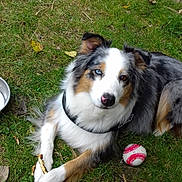Jooka a rejoint le concours — aidez-le/la à gagner de superbes lots ! australian_shepherd, border_collie, companion_dog, dog, dog_breed, dog_breed_group, dog_like_mammal, english_shepherd, grass, miniature_australian_shepherd, rough_collie, shetland_sheepdog, snout, welsh_sheepdog