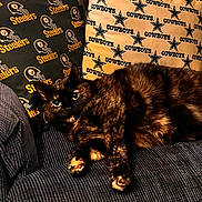 Zoey joined the competition — help win amazing prizes! cat, tortoiseshell_cat, couch, pillow, sports_pillow, steelers, cowboys, indoor, pet, relaxed, feline, fur, cozy, home, textured_fabric, black, brown, orange, animal, resting
