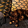 cat, tortoiseshell_cat, couch, pillow, sports_pillow, steelers, cowboys, indoor, pet, relaxed, feline, fur, cozy, home, textured_fabric, black, brown, orange, animal, resting