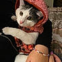 cat, white_cat, pink_hood, hooded_sweater, pet, animal, indoor, human_hand, bracelet, nail_polish, cuddling, cute, feline, fur, black_and_white, warm_clothing, bedroom, fabric, comfort, close_up