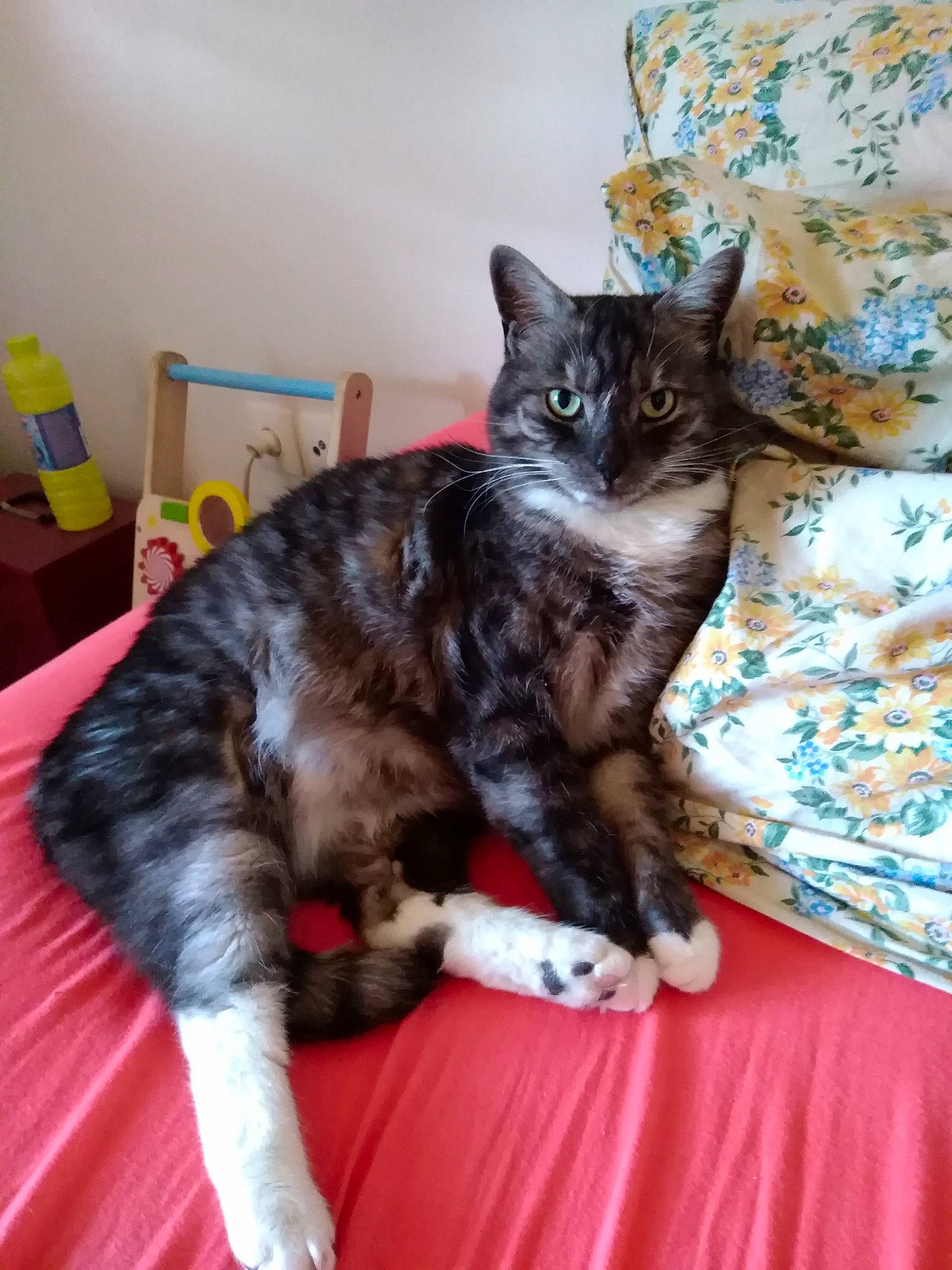 Crapulou participe au concours pour gagner de l'argent avec cette photo : carnivore, cat, domestic_short_haired_cat, european_shorthair, felidae, german_rex, kitten, kurilian_bobtail, mammal, small_to_medium_sized_cats, vertebrate, whiskers