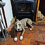 Hope a rejoint le concours — aidez-le/la à gagner de superbes lots ! dog, brown_and_white, floor, fireplace, wood_burning_stove, firewood, tools, indoor, tile_floor, resting, pet, animal, mammal, cozy, home, quiet, relaxing, domestic, companion, house