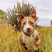 Hope a rejoint le concours — aidez-le/la à gagner de superbes lots ! dog, running, outdoor, grass, wildflowers, ears_up, brown_and_white, collar, nature, field, cloudy_sky, plants, animal, motion, daytime, canine, energetic, pets, summer, landscape