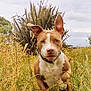 dog, running, outdoor, grass, wildflowers, ears_up, brown_and_white, collar, nature, field, cloudy_sky, plants, animal, motion, daytime, canine, energetic, pets, summer, landscape