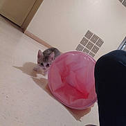 Arakiel participe au concours pour gagner de l'argent avec cette photo : kitten, cat, toy, pink, floor, door, vent, curious, indoor, pet, small, animal, play, crouching, looking, shadow, white, gray, striped, young