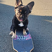 Rukia is registered to the contest to win money with this photo: dog, skateboard, street, suburban, daylight, animal, pet, black_dog, tongue_out, ears_up, asphalt, wheels, sidewalk, residential_area, sunlight, shadow, quiet, cute, playful, outdoor