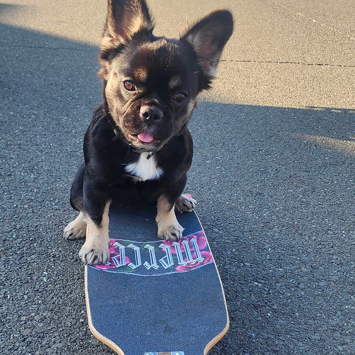 Rukia is registered to the contest to win money with this photo: animal, asphalt, black_dog, cute, daylight, dog, ears_up, outdoor, pet, playful, quiet, residential_area, shadow, sidewalk, skateboard, street, suburban, sunlight, tongue_out, wheels