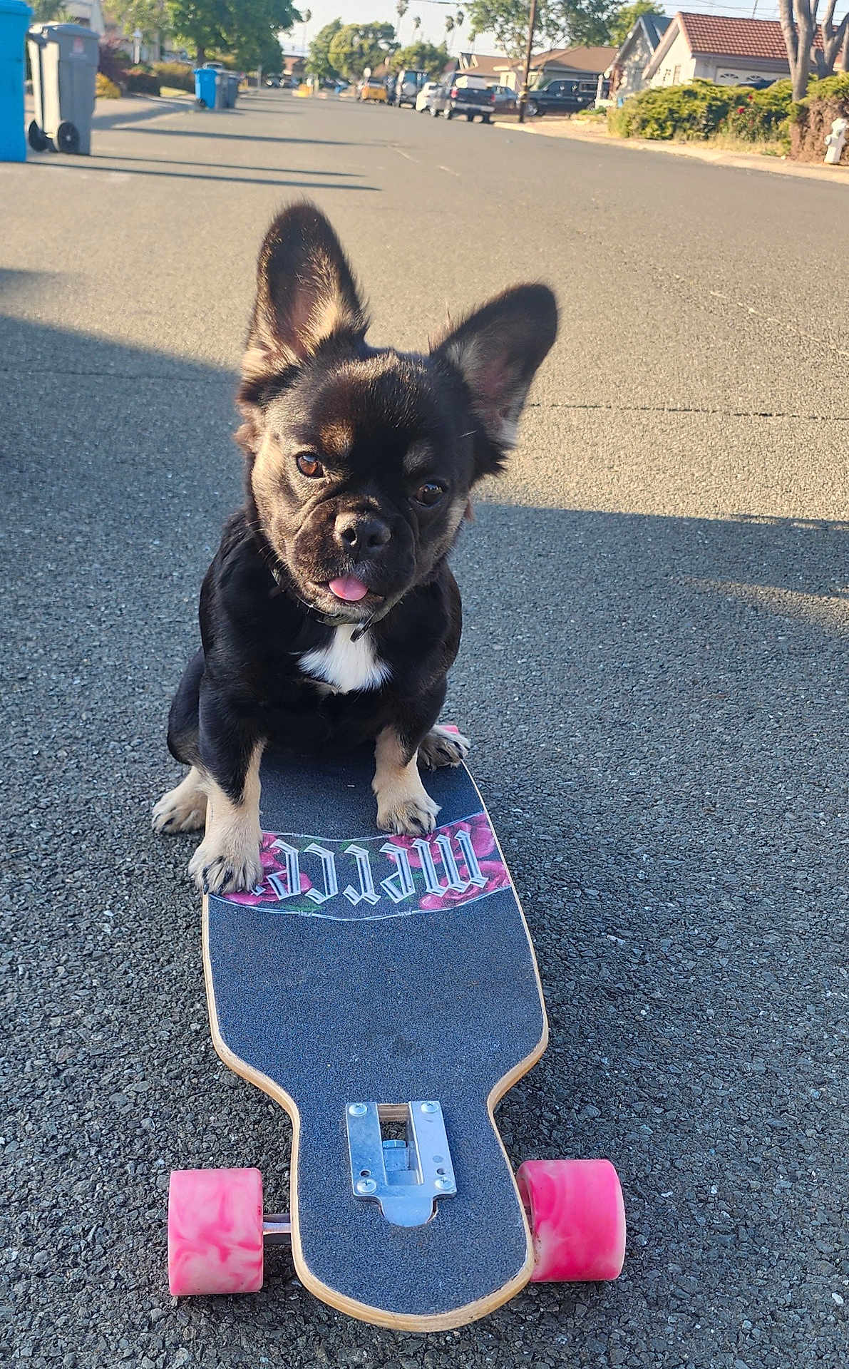 Rukia is registered to the contest to win money with this photo: dog, skateboard, street, suburban, daylight, animal, pet, black_dog, tongue_out, ears_up, asphalt, wheels, sidewalk, residential_area, sunlight, shadow, quiet, cute, playful, outdoor