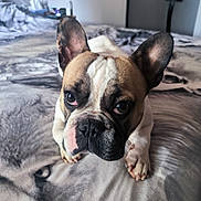 Bully participe au concours pour gagner de l'argent avec cette photo : dog, french_bulldog, pet, puppy, bed, blanket, bedroom, ears, paws, face, eyes, nose, muzzle, whiskers, fur, close_up, portrait, indoor, looking_up, cute