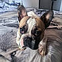 dog, french_bulldog, pet, puppy, bed, blanket, bedroom, ears, paws, face, eyes, nose, muzzle, whiskers, fur, close_up, portrait, indoor, looking_up, cute
