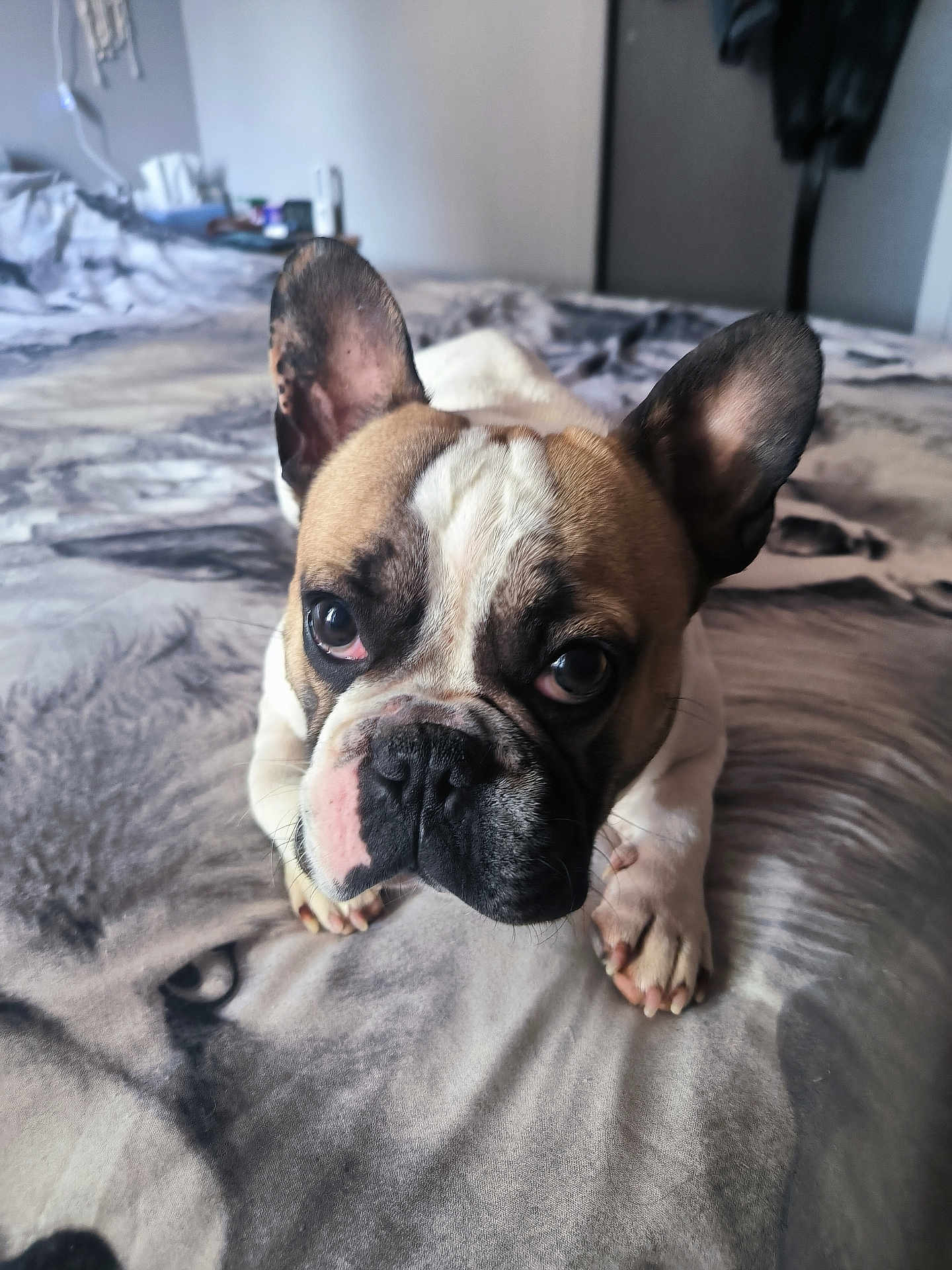 Bully participe au concours pour gagner de l'argent avec cette photo : dog, french_bulldog, pet, puppy, bed, blanket, bedroom, ears, paws, face, eyes, nose, muzzle, whiskers, fur, close_up, portrait, indoor, looking_up, cute