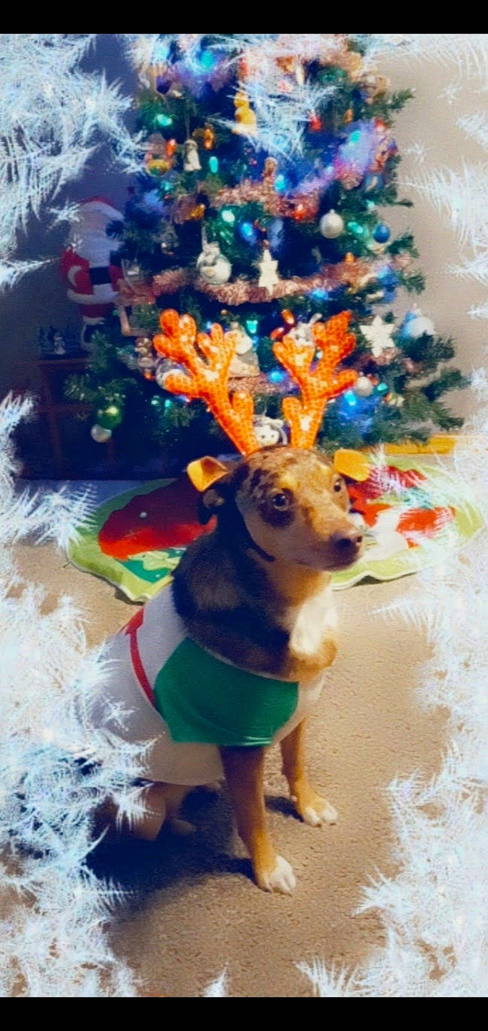 Yama joined the competition — help win amazing prizes! carnivore, christmas, christmas_decoration, christmas_ornament, christmas_tree, conifer, deer, dog_breed, easter, electric_blue, event, evergreen, fawn, holiday, holiday_ornament, ornament, plant, tail, tree, winter