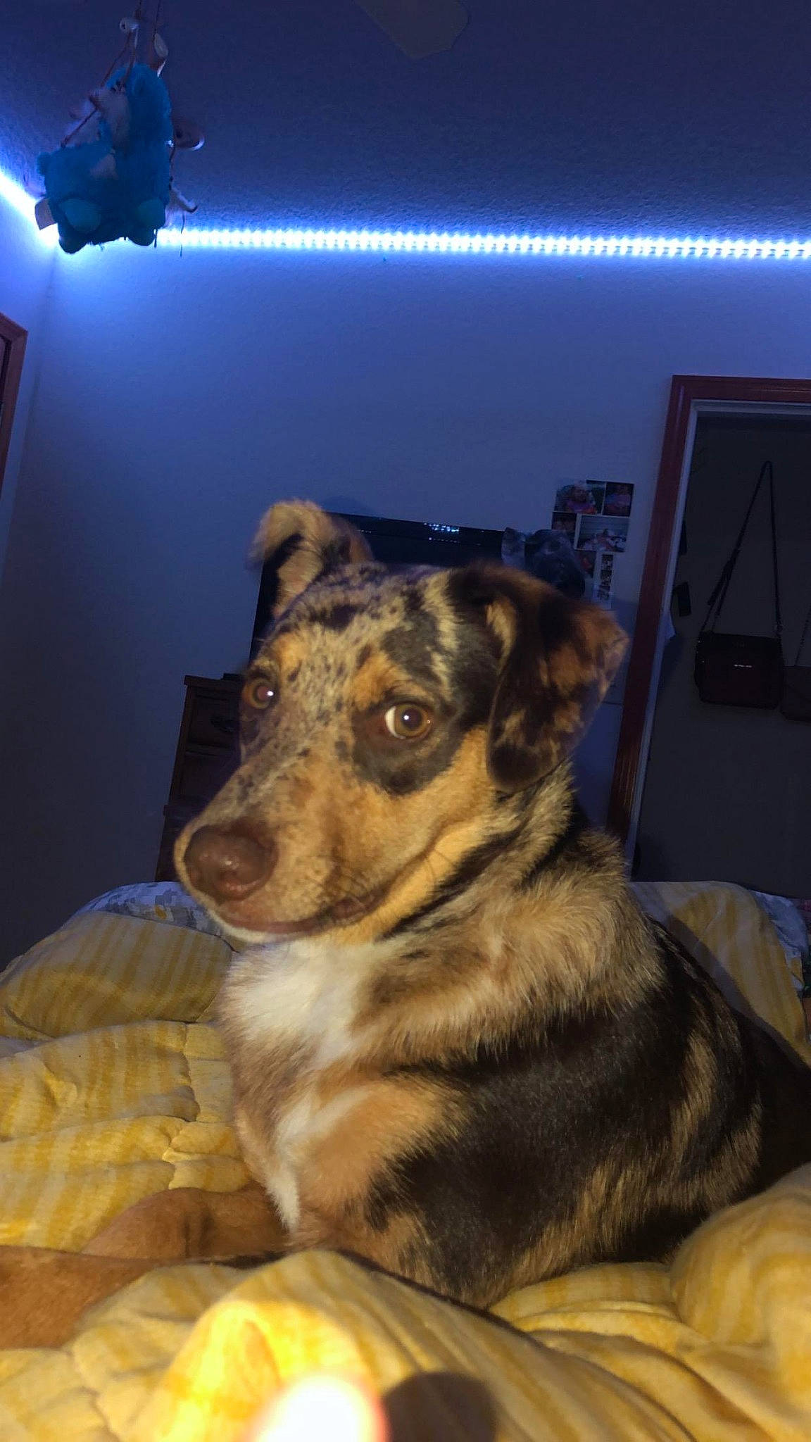 Yama joined the competition — help win amazing prizes! canidae, carnivore, comfort, companion_dog, couch, darkness, dog, dog_breed, ear, fawn, fur, guard_dog, light, night, room, snout, sporting_group, terrestrial_animal, whiskers, working_dog