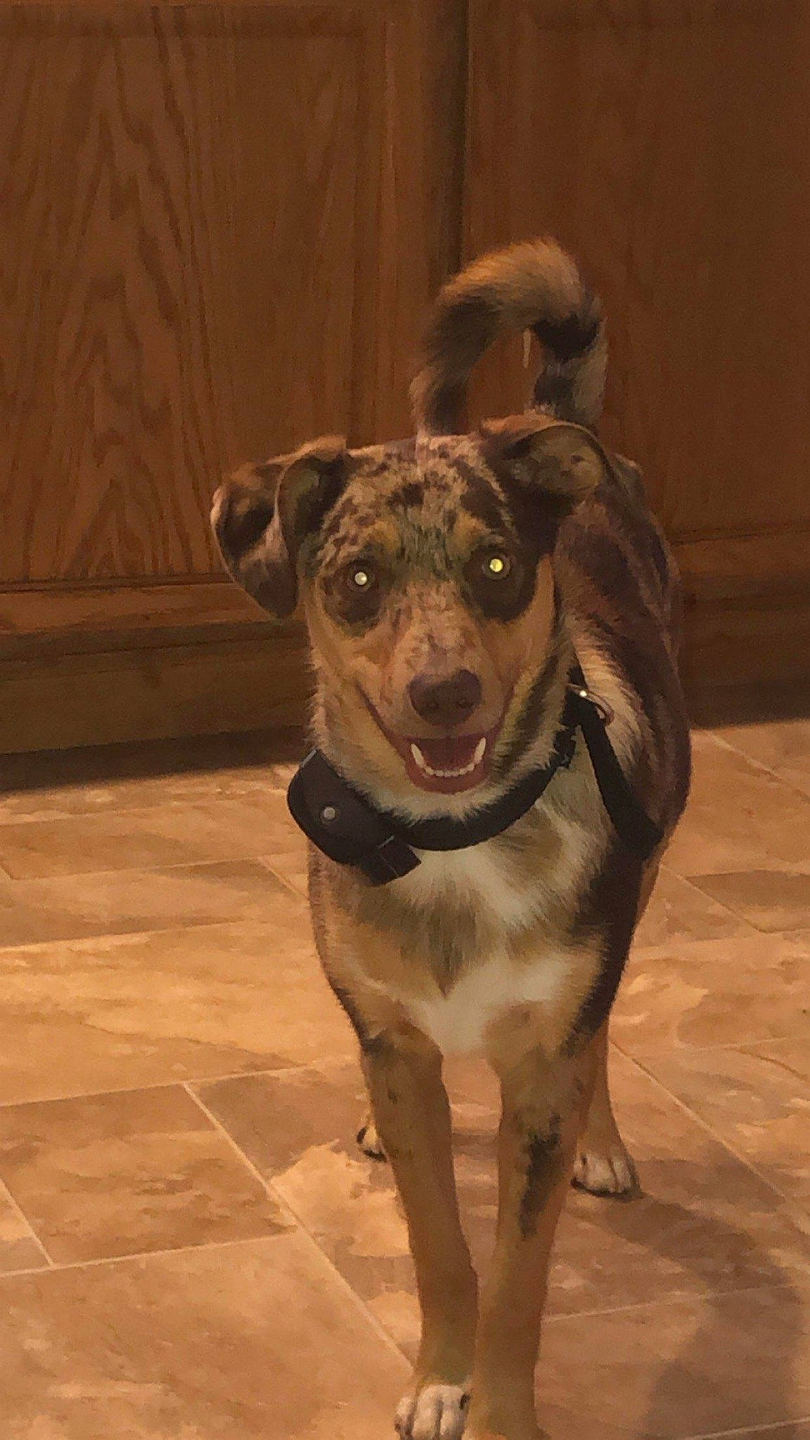 Yama joined the competition — help win amazing prizes! carnivore, collar, companion_dog, dog, dog_breed, dog_clothes, dog_collar, eye, fawn, head, jaw, leash, liver, pet_supply, snout, sporting_group, tail, tile_flooring, whiskers, working_animal