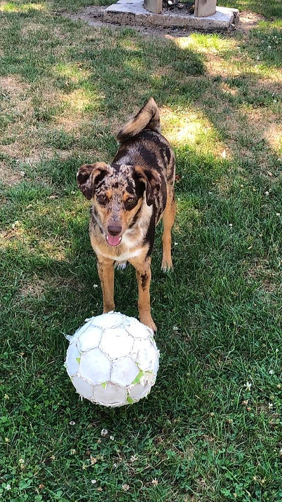 Yama joined the competition — help win amazing prizes! ball, carnivore, companion_dog, dog, dog_breed, fawn, football, grass, groundcover, lawn, plant, snout, soccer, soccer_ball, sporting_group, sports_equipment, sports_toy, tail, toy, working_animal