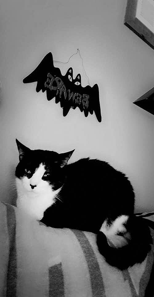 Mr. Crowley joined the competition — help win amazing prizes! black, black_and_white, carnivore, cat, comfort, domestic_short_haired_cat, felidae, font, fur, grey, monochrome, monochrome_photography, room, shadow, small_to_medium_sized_cats, style, tail, whiskers, window