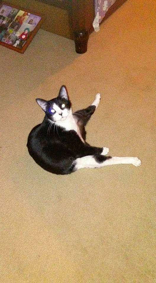 Mr. Crowley is registered to the contest to win money with this photo: balance, carnivore, cat, comfort, domestic_short_haired_cat, felidae, floor, flooring, formal_wear, fur, hardwood, paw, shelf, small_to_medium_sized_cats, tail, whiskers, wood