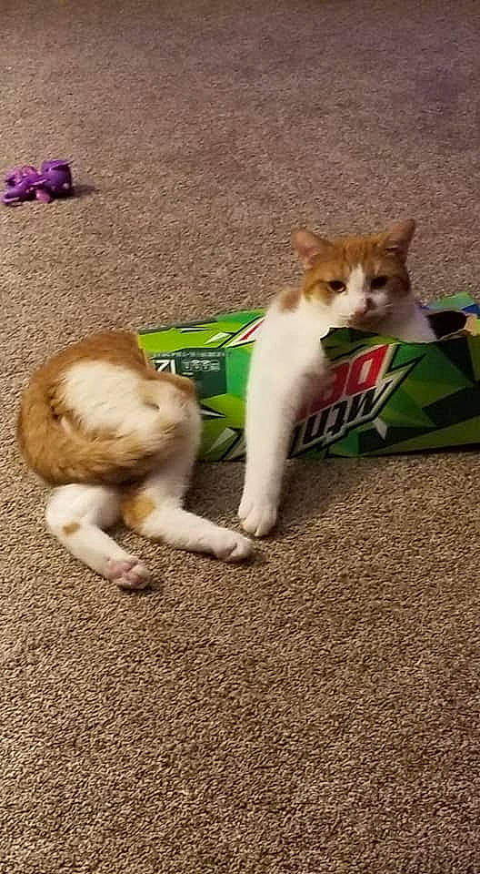 Odie Aka Dumdum is registered to the contest to win money with this photo: canidae, carnivore, cat, companion_dog, dog_breed, fawn, felidae, fur, grass, paw, small_to_medium_sized_cats, snout, sporting_group, tail, terrestrial_animal, whiskers