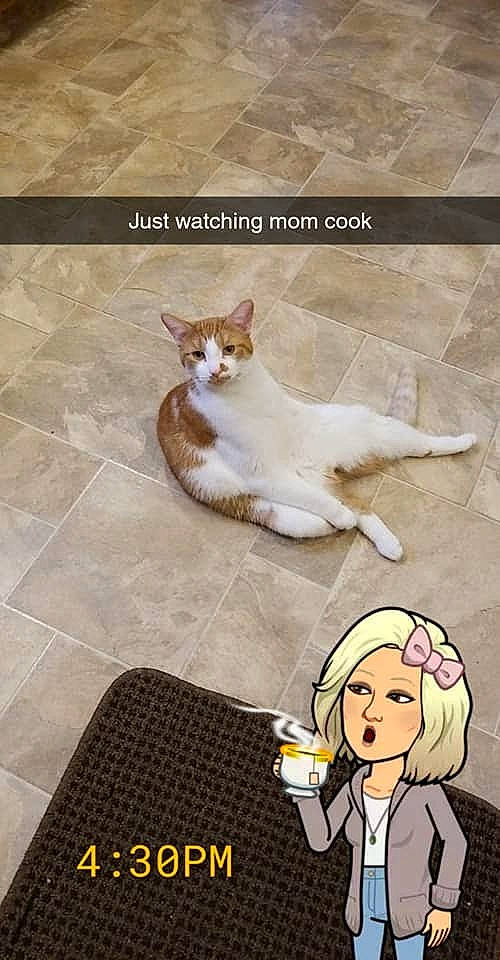 Odie Aka Dumdum joined the competition — help win amazing prizes! art, carnivore, cat, companion_dog, facial_expression, fawn, felidae, flooring, fur, happy, line, mammal, organism, paw, sitting, small_to_medium_sized_cats, snapshot, tail, vertebrate, whiskers