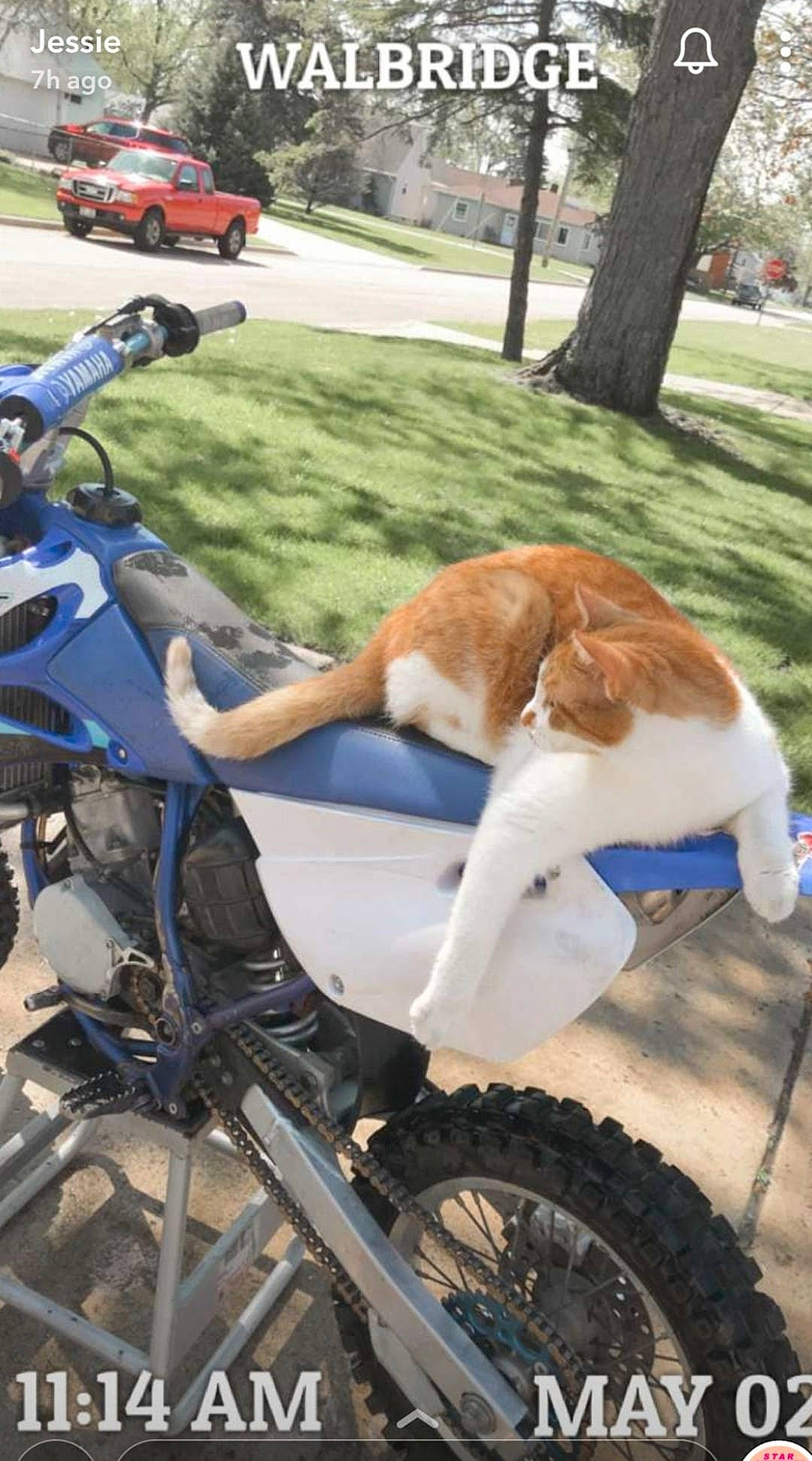 Odie Aka Dumdum joined the competition — help win amazing prizes! automotive_lighting, automotive_tire, bicycle, bicycle_accessory, bicycle_fork, bicycle_frame, bicycle_handlebar, bicycle_saddle, bicycle_tire, bicycle_wheel, bicycles_equipment_and_supplies, fender, motor_vehicle, photograph, plant, tire, tree, vehicle, vertebrate, wheel