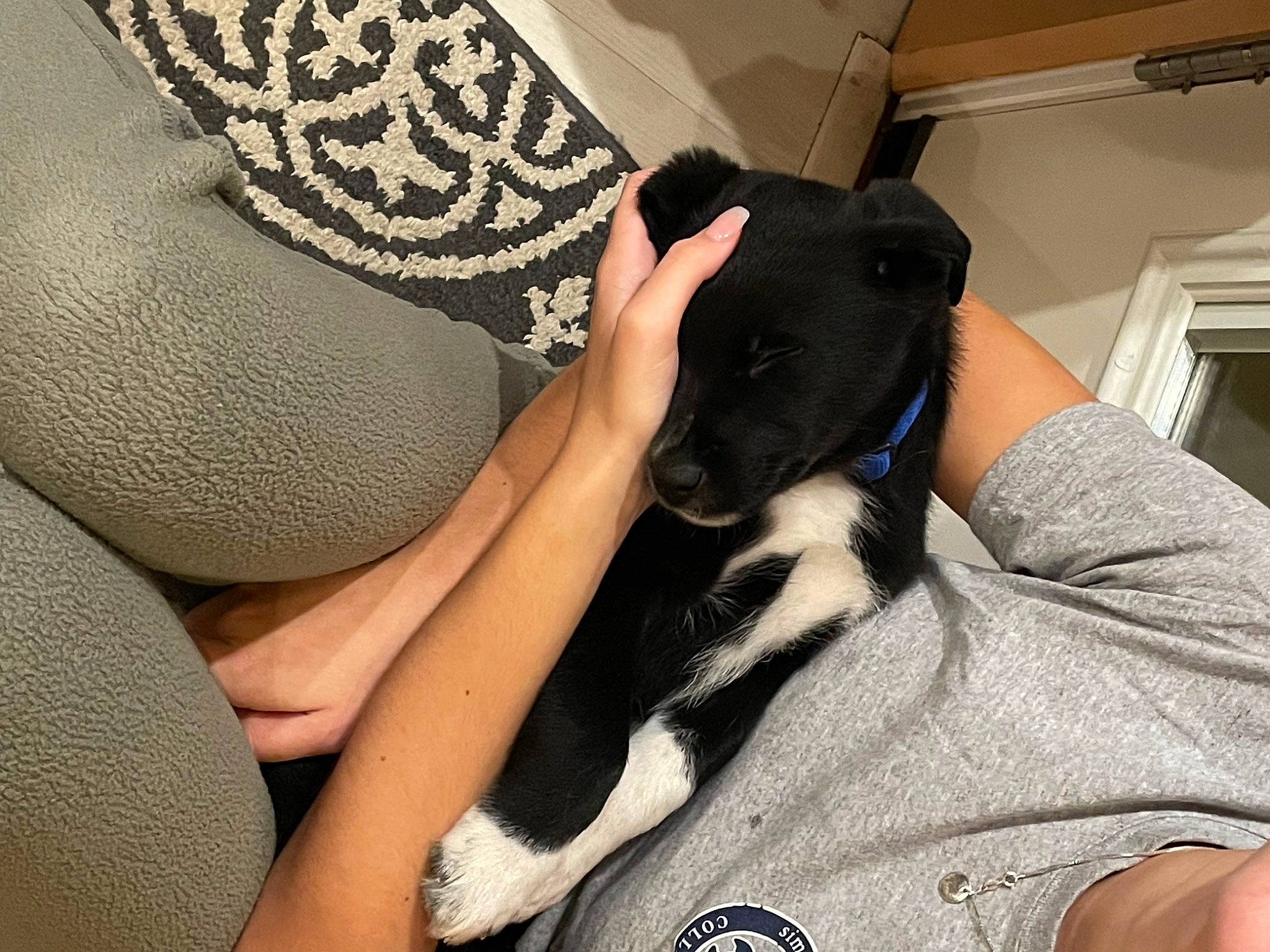Kylo joined the competition — help win amazing prizes! arm, black_hair, carnivore, comfort, companion_dog, couch, dog, dog_breed, elbow, fawn, finger, fur, gesture, human_leg, knee, nail, sitting, t_shirt, thigh, wrist