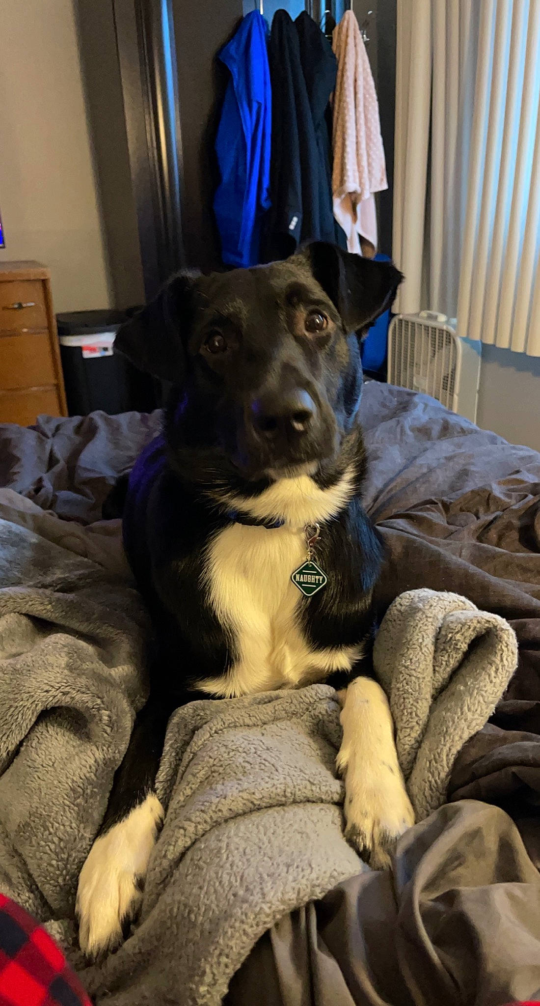 Kylo is registered to the contest to win money with this photo: blue, borador, box, cabinetry, canidae, carnivore, chest, chest_of_drawers, comfort, companion_dog, curtain, dog, dog_breed, drawer, fur, guard_dog, sitting, snout, sporting_group, whiskers