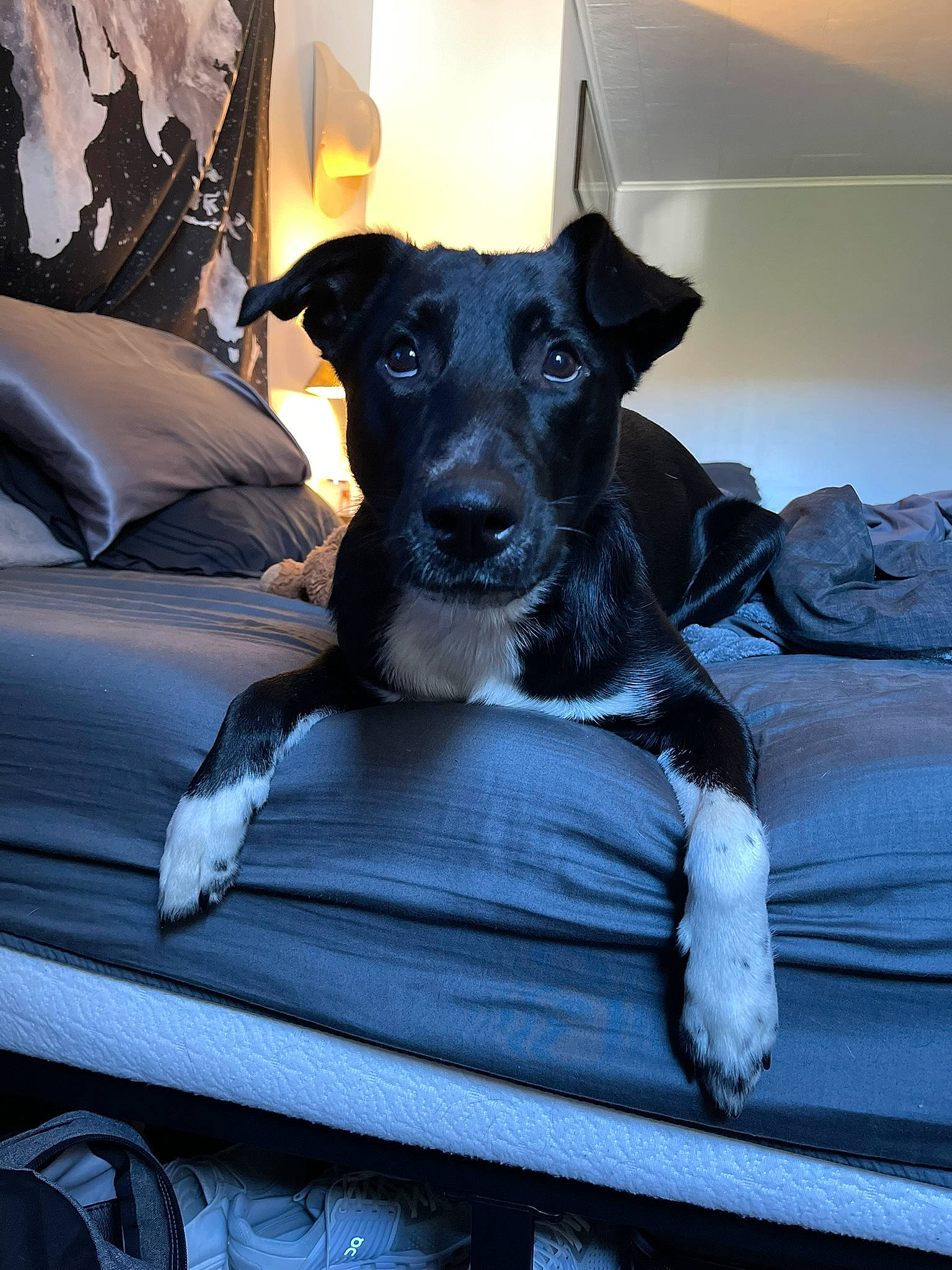 Kylo is registered to the contest to win money with this photo: borador, canidae, carnivore, comfort, companion_dog, couch, dog, dog_breed, fawn, fur, grey, guard_dog, puppy, sitting, snout, sporting_group, toy_dog, whiskers, windshield, working_animal