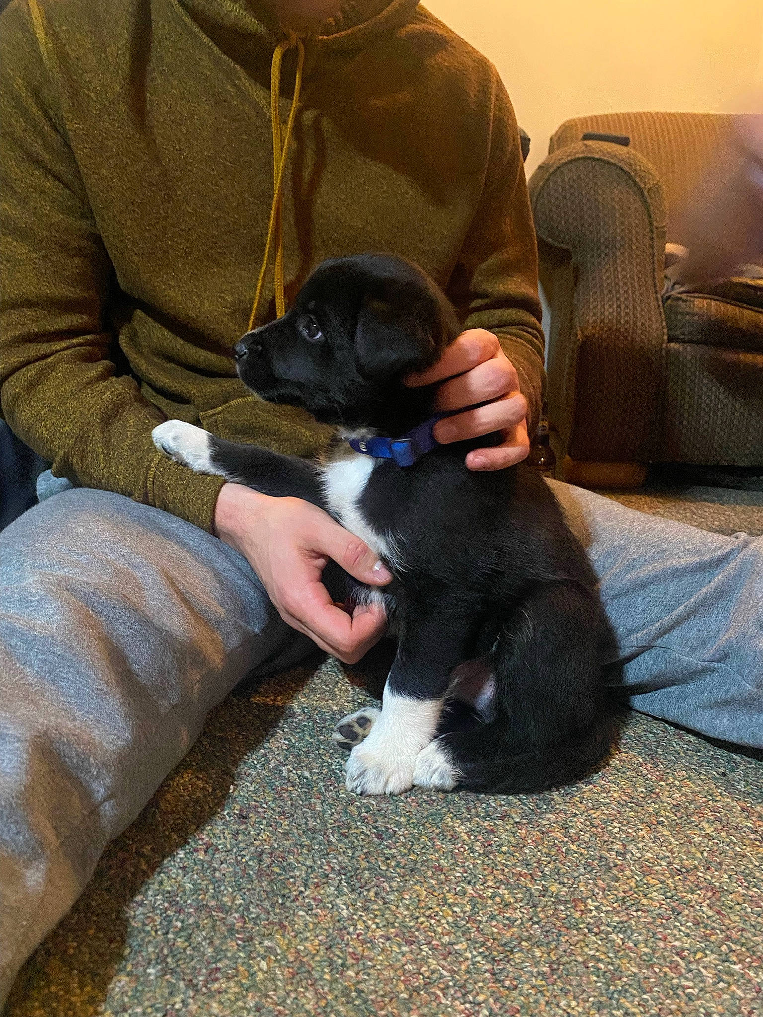 Kylo is registered to the contest to win money with this photo: canidae, carnivore, chair, comfort, companion_dog, dog, dog_breed, fur, hat, lap, non_sporting_group, puppy, sitting, sleeve, snout, sporting_group, toy_dog, vertebrate, working_animal, wrist