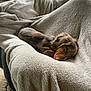 puppy, dog, sleeping, blanket, cozy, indoors, fur, resting, cute, small_dog, pet, relaxing, furniture, chair, brown, soft_texture, nap, animal, domestic_animal, window