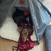 Cooky a rejoint le concours — aidez-le/la à gagner de superbes lots ! dog, pet, tent, bed, cushion, toy, floor, wooden_floor, indoor, leash, plush_toy, fabric, cozy, resting, animal, cute, red_harness, small_dog, puppy, home