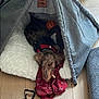 dog, pet, tent, bed, cushion, toy, floor, wooden_floor, indoor, leash, plush_toy, fabric, cozy, resting, animal, cute, red_harness, small_dog, puppy, home