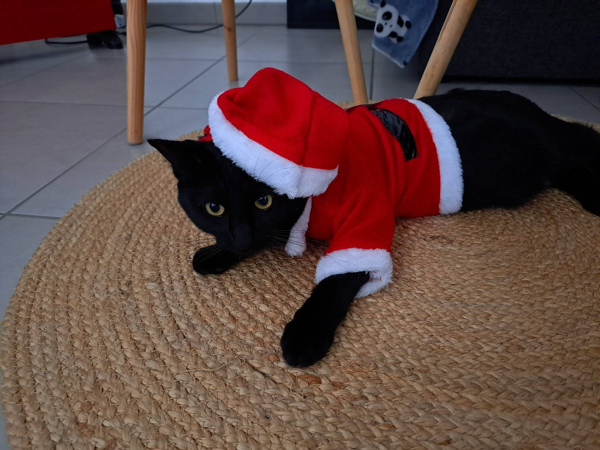 Thya participe au concours pour gagner de l'argent avec cette photo : black_cat, canidae, carmine, carnivore, cat, comfort, dog_breed, domestic_short_haired_cat, fawn, felidae, floor, flooring, fur, hardwood, human_leg, small_to_medium_sized_cats, snout, tail, whiskers, wood