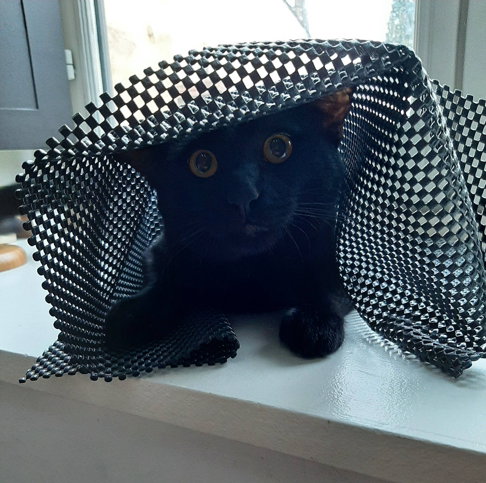 Thya a rejoint le concours — aidez-le/la à gagner de superbes lots ! bag, black_cat, cage, carnivore, cat, electronic_instrument, fashion_accessory, felidae, flooring, font, fur, grey, linens, mesh, pattern, small_to_medium_sized_cats, snout, stuffed_toy, tail, whiskers