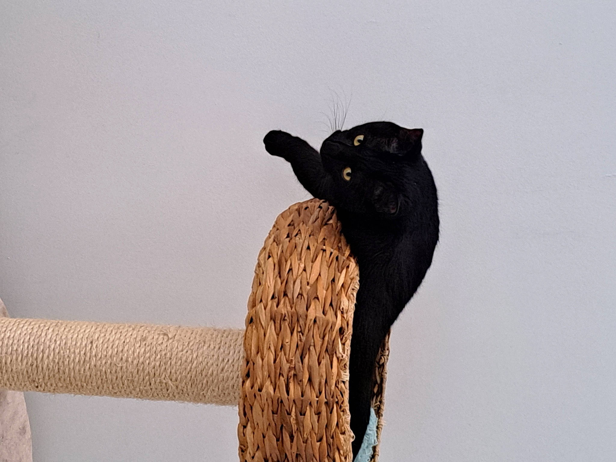 Thya participe au concours pour gagner de l'argent avec cette photo : beak, carnivore, cat, fashion_accessory, feather, felidae, fur, grey, human_body, outerwear, sleeve, small_to_medium_sized_cats, snout, tail, terrestrial_animal, tree, trunk, twig, whiskers, wood