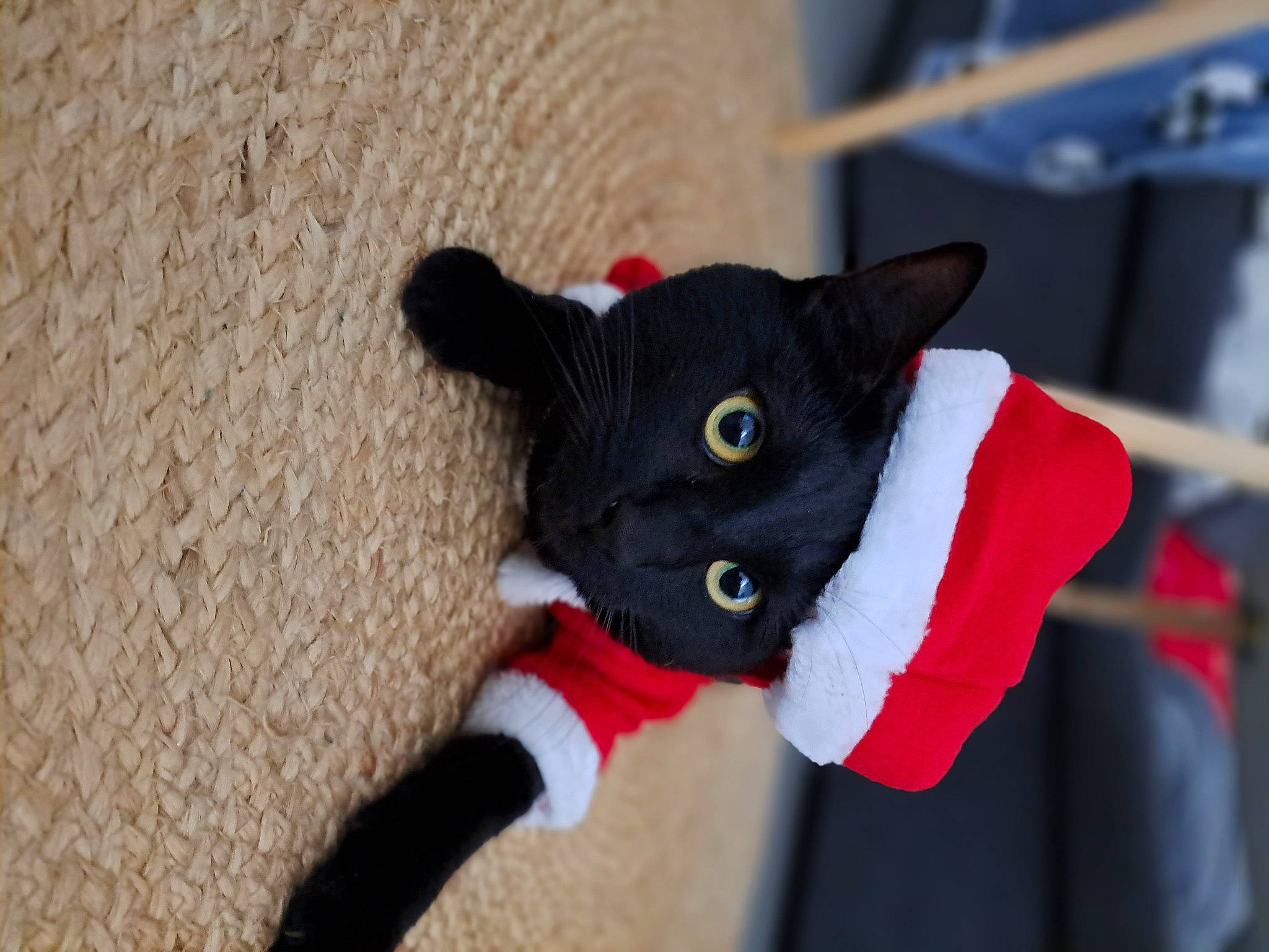 Thya a rejoint le concours — aidez-le/la à gagner de superbes lots ! black_cat, bombay, carmine, carnivore, cat, cat_supply, cat_toy, collar, domestic_short_haired_cat, fashion_accessory, felidae, fur, plush, small_to_medium_sized_cats, snout, stuffed_toy, tail, toy, whiskers, wool