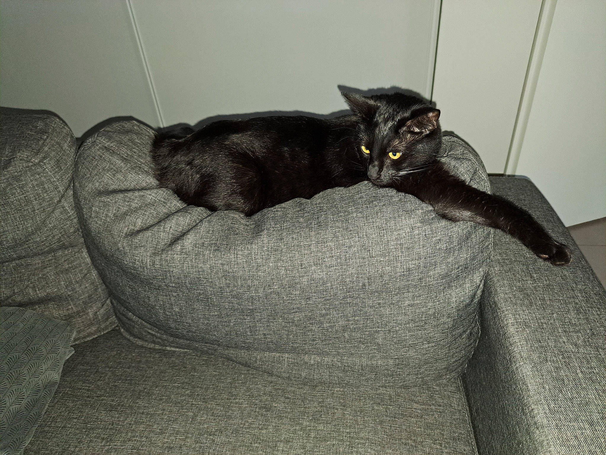 Thya participe au concours pour gagner de l'argent avec cette photo : bed, bedding, black_cat, blanket, bombay, carnivore, cat, comfort, domestic_short_haired_cat, felidae, fur, grey, linens, monochrome_photography, room, small_to_medium_sized_cats, snout, tail, terrestrial_animal, whiskers