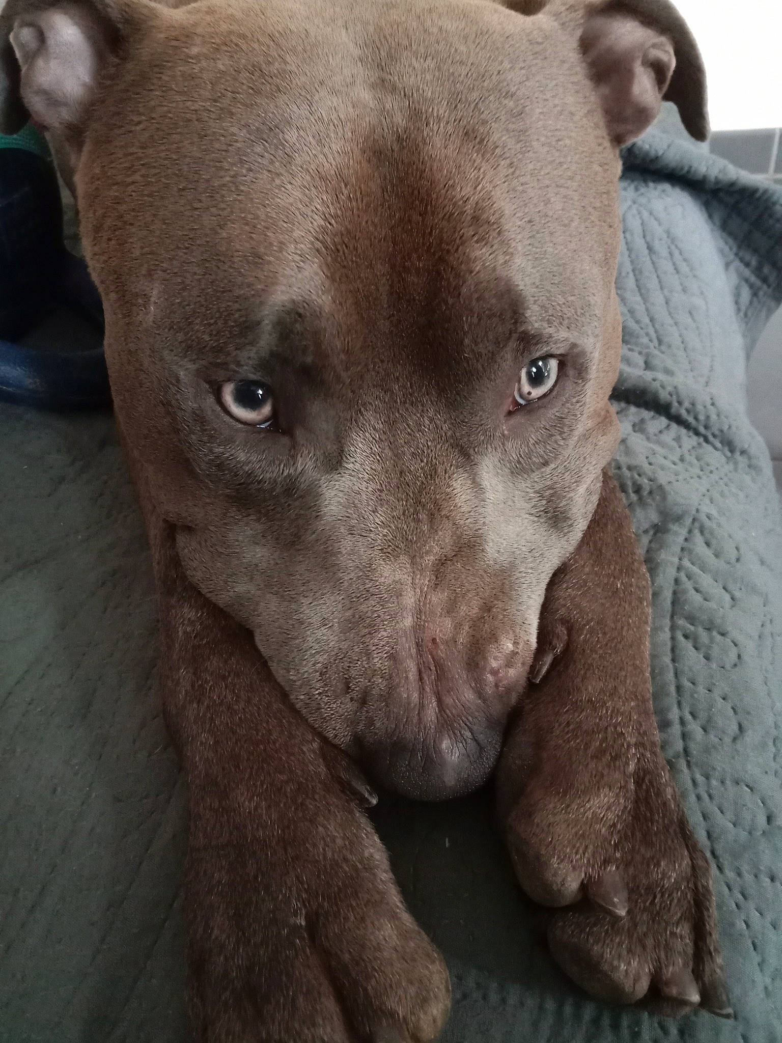 Baba participe au concours pour gagner de l'argent avec cette photo : canidae, carnivore, comfort, companion_dog, dog, dog_breed, ear, fawn, fur, grey, liver, non_sporting_group, sporting_group, terrestrial_animal, whiskers, working_animal