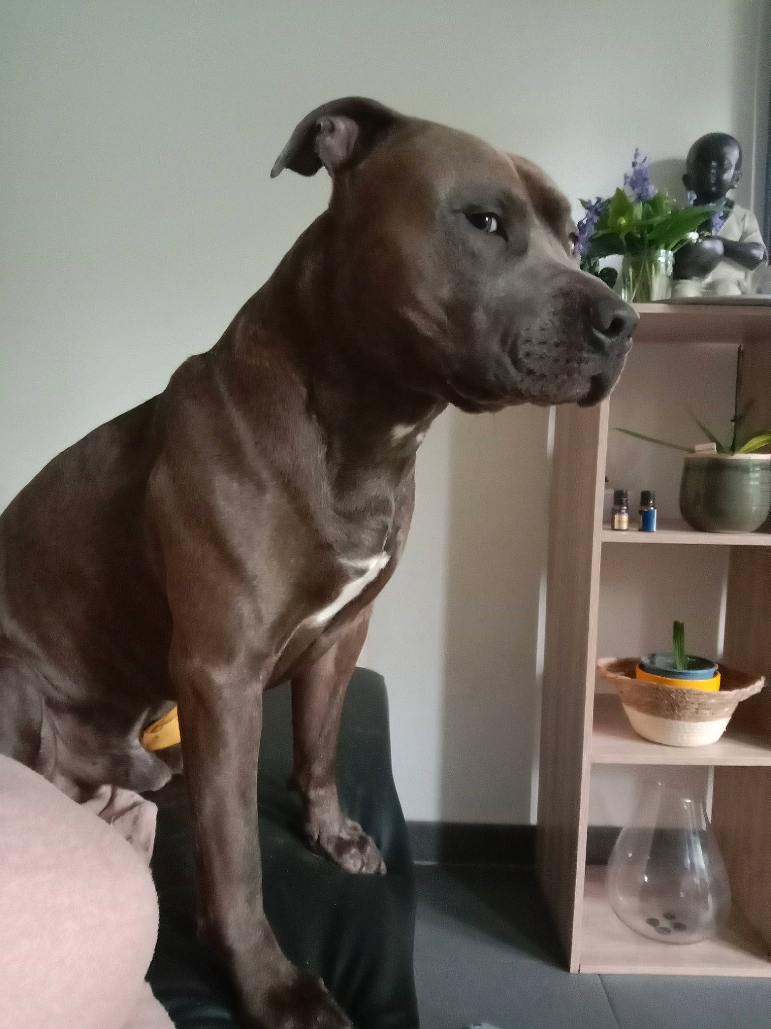 Baba participe au concours pour gagner de l'argent avec cette photo : canidae, carnivore, collar, comfort, companion_dog, dog, dog_breed, dog_collar, fawn, houseplant, liver, pet_supply, plant, shelf, snout, sporting_group, tableware, whiskers, window, working_animal