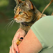 Coconut joined the competition — help win amazing prizes! cat, tabby_cat, person, arm, hand, rings, nail_polish, green_eyes, fur, outdoor, nature, blurred_background, portrait, holding, closeup, animal, pet, calm, looking_away, green_shirt