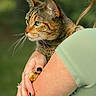 cat, tabby_cat, person, arm, hand, rings, nail_polish, green_eyes, fur, outdoor, nature, blurred_background, portrait, holding, closeup, animal, pet, calm, looking_away, green_shirt