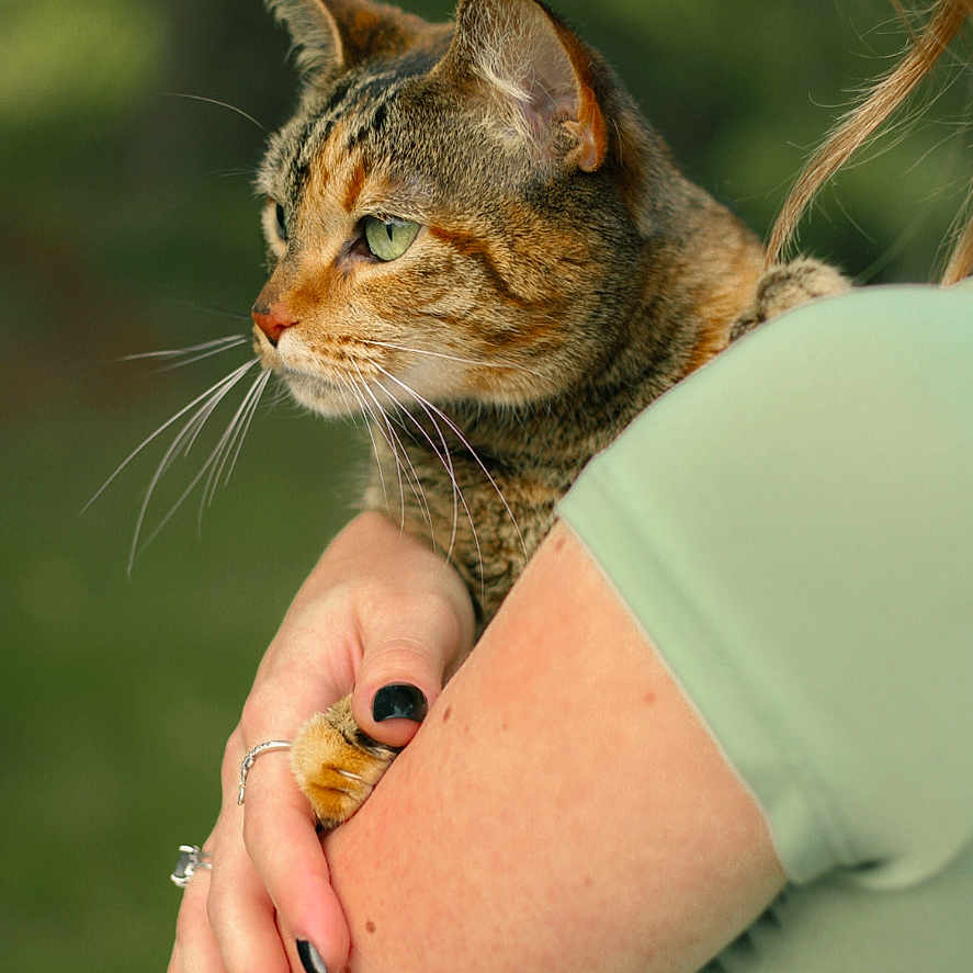 Coconut joined the competition — help win amazing prizes! cat, tabby_cat, person, arm, hand, rings, nail_polish, green_eyes, fur, outdoor, nature, blurred_background, portrait, holding, closeup, animal, pet, calm, looking_away, green_shirt