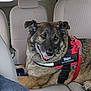 dog, service_dog, harness, red_harness, car_interior, seat, headrest, smiling, portrait, brown_fur, muzzle, leash, name_tag, eyes, paw, happy, sitting, inside_vehicle, closeup, passenger_seat
