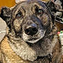 dog, pet, close_up, fur, brown_fur, collar, id_tag, nose, eyes, whiskers, portrait, indoor, furniture, wooden_cabinet, carpet, muzzle, floppy_ears, sitting, face, expression