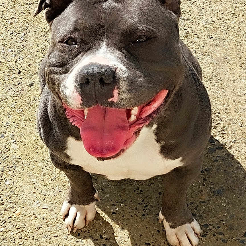 Ruby a rejoint le concours — aidez-le/la à gagner de superbes lots ! animal, bodypart, boxer, bulldog, canine, dog, face, frenchbulldog, head, mouth, person, pet, photography, pitbull, portrait, puppy, snout, soil, teeth, tongue