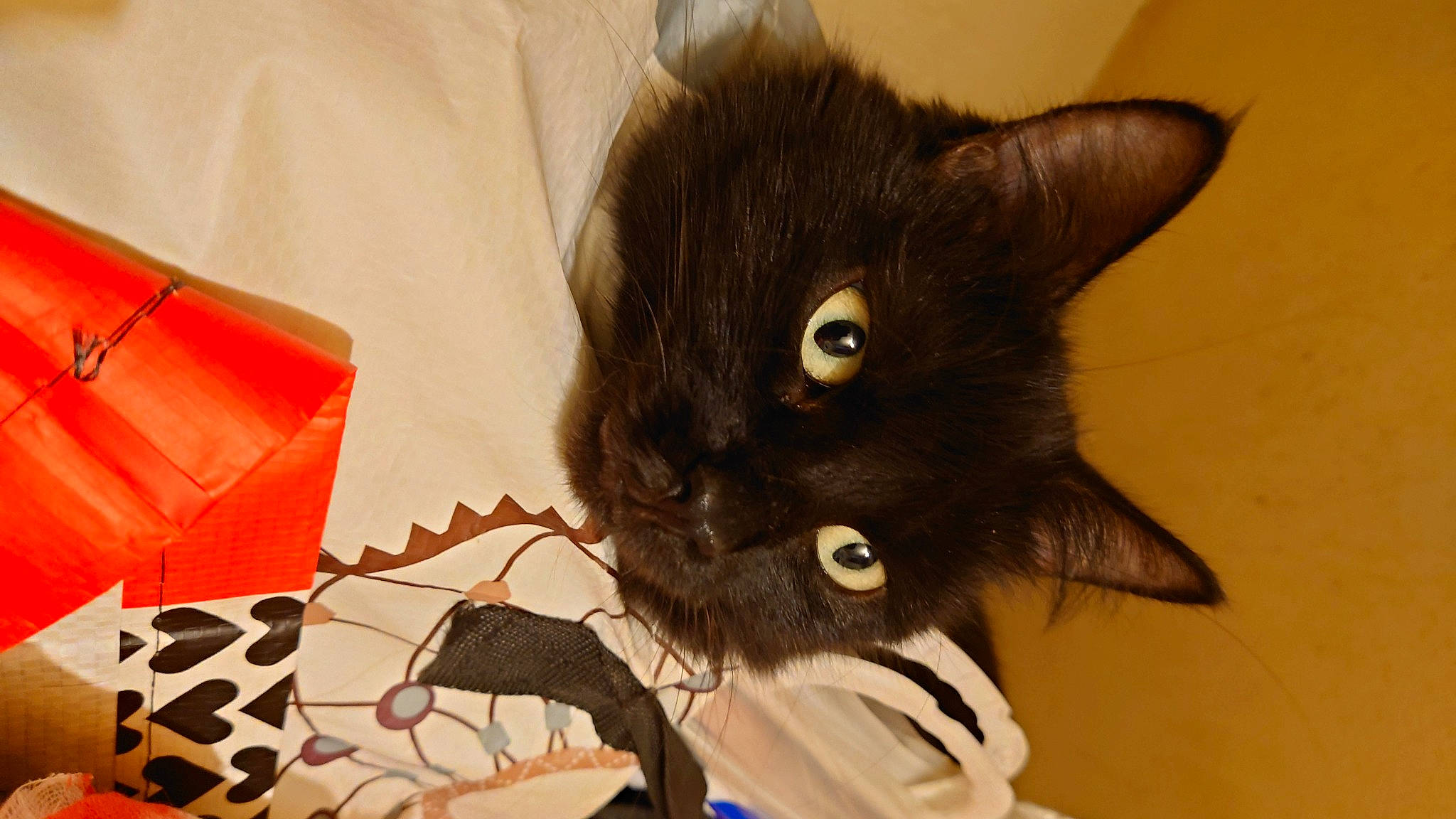 Kurli a rejoint le concours — aidez-le/la à gagner de superbes lots ! art, black_cat, box, carmine, carnivore, cat, claw, domestic_short_haired_cat, felidae, fur, havana_brown, paper_product, personal_protective_equipment, shipping_box, small_to_medium_sized_cats, snout, tail, whiskers