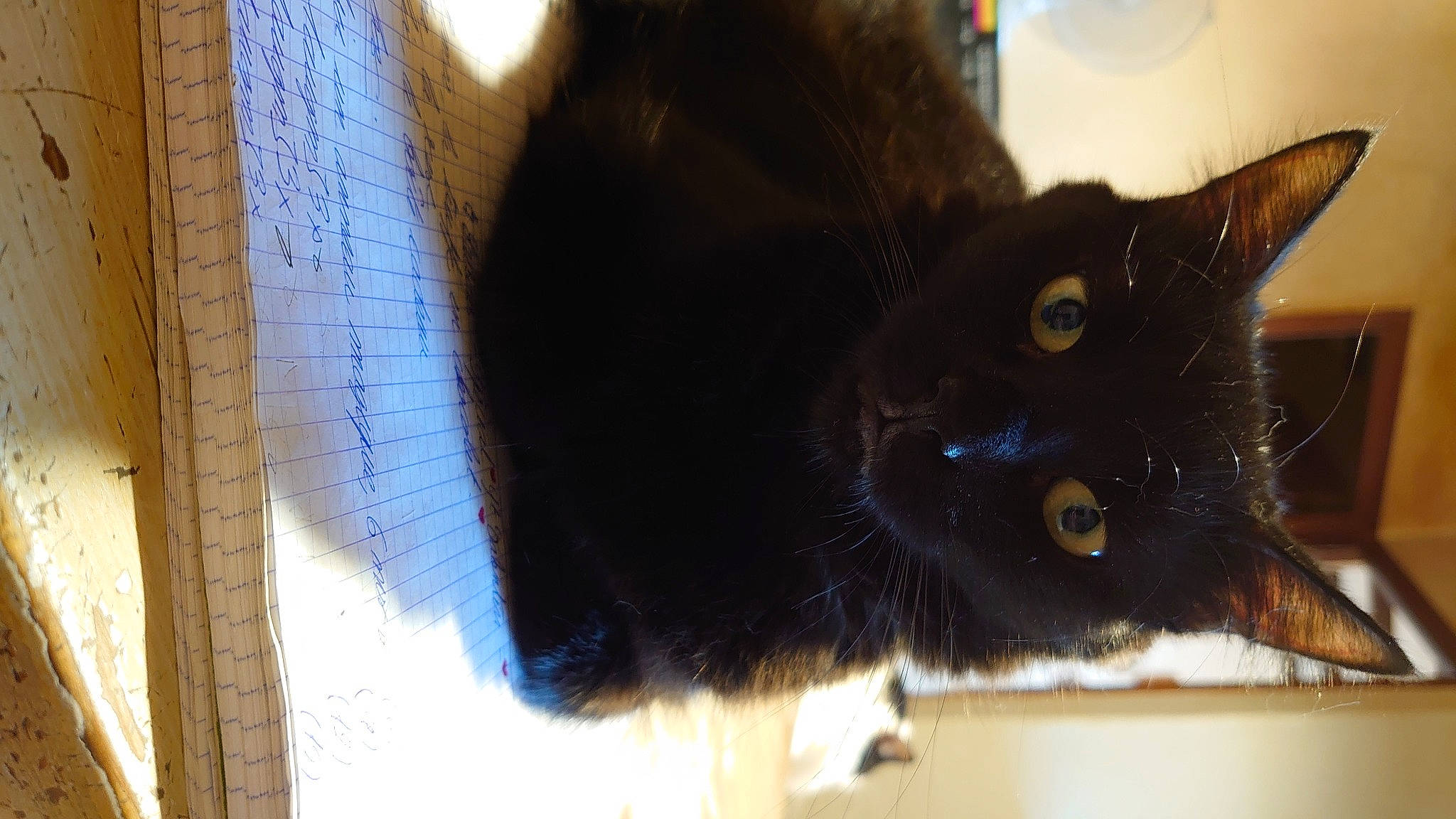 Kurli participe au concours pour gagner de l'argent avec cette photo : black_cat, bombay, carnivore, cat, claw, domestic_short_haired_cat, felidae, fur, paw, shadow, small_to_medium_sized_cats, snout, tail, tints_and_shades, whiskers, window, wood